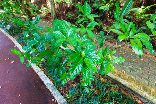 重瓣狗牙花