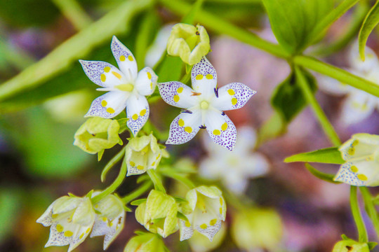 獐牙菜