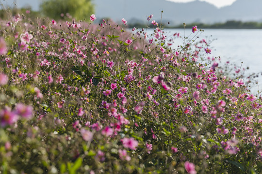 逆光野棉花