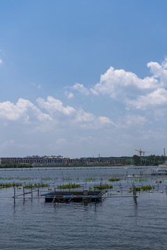 滇池湿地