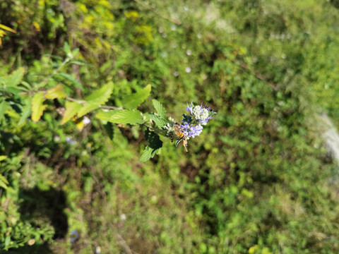 小蜜蜂采花蜜