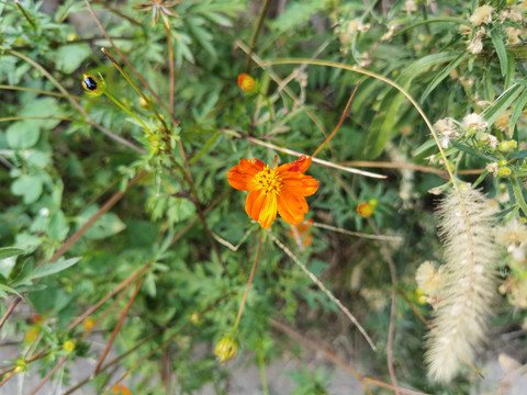 黄秋英花开绽放