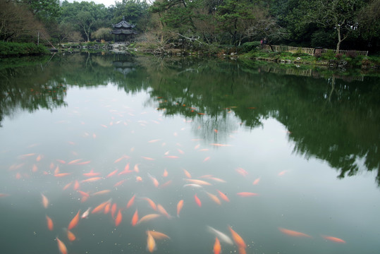 杭州西湖花港观鱼