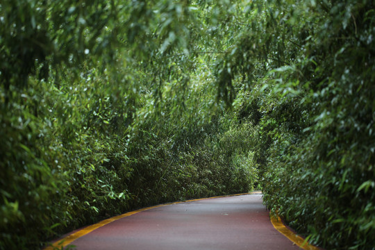 秋雨沐竹林