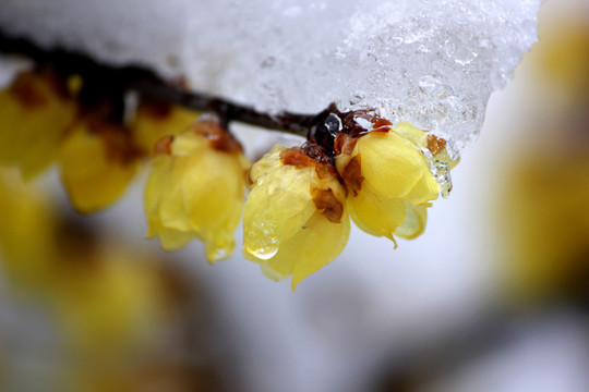 雪中腊梅