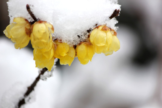 雪中臘梅