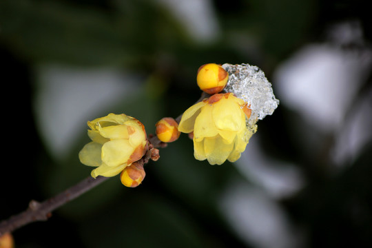 雪中腊梅