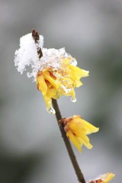 雪中腊梅