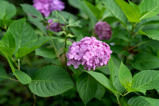 紫色绣球花