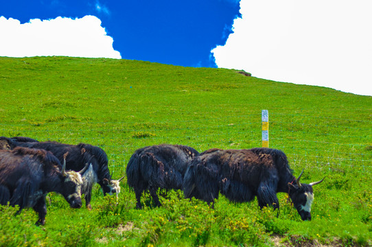 蓝天白云草原牦牛