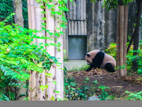 大熊猫繁育基地