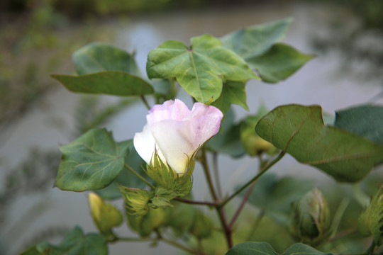 一朵棉花