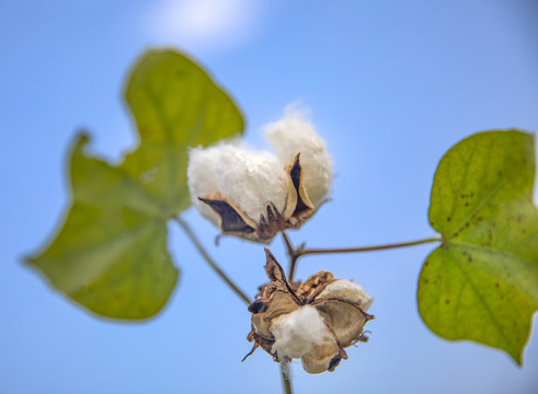 白棉花