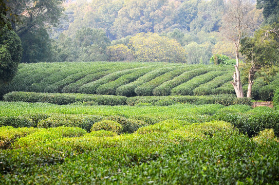 西湖龙井茶园