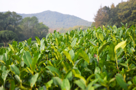 西湖龍井茶園