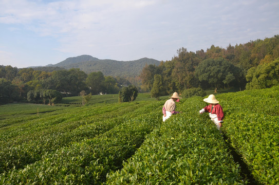 杭州西湖茅家埠