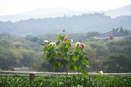 木芙蓉