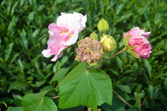 木芙蓉花