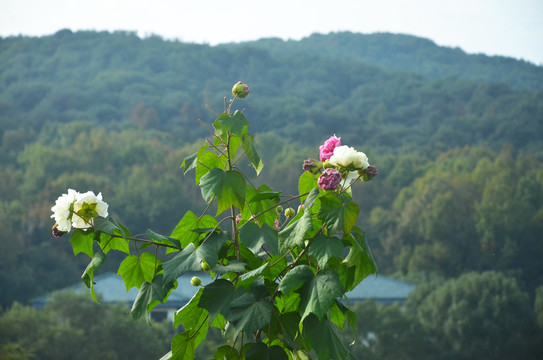 木芙蓉花