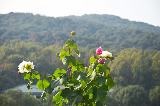 木芙蓉