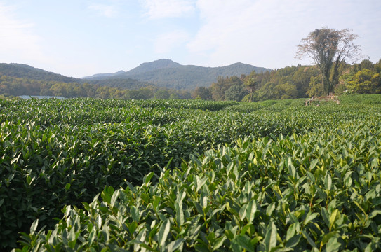 杭州西湖茅家埠茶园