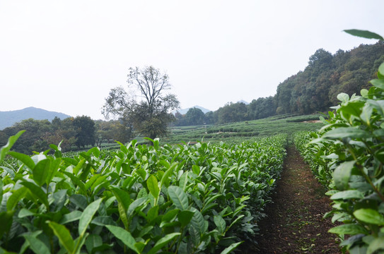 西湖龙井茶园