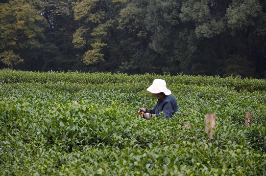 杭州茅家埠茶园