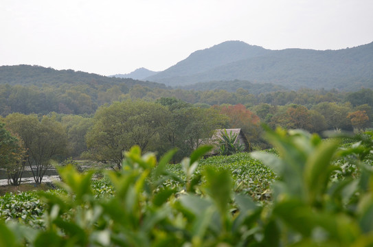 茅家埠