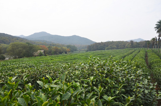 杭州茅家埠茶园