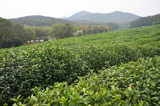 杭州茅家埠茶园