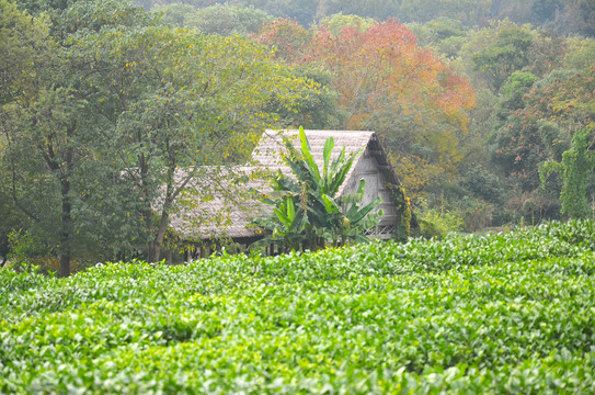 茅屋