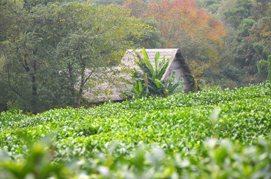 杭州茅家埠茶园