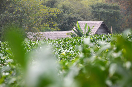 杭州茅家埠茶园