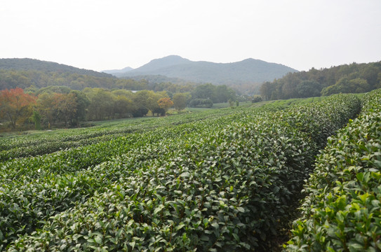 西湖龙井茶园