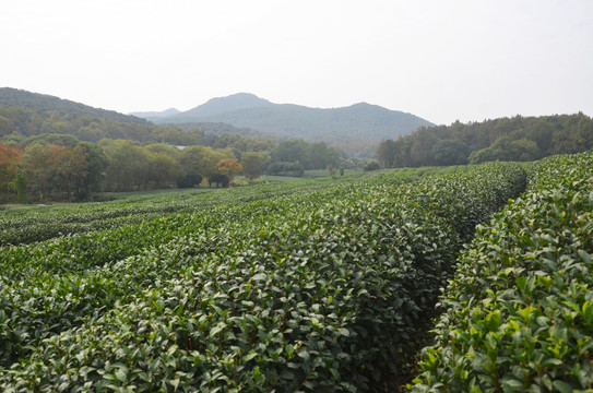 西湖龙井茶园