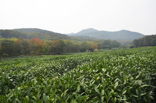 茅家埠茶园