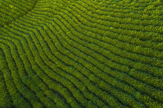 俯拍茶田茶园