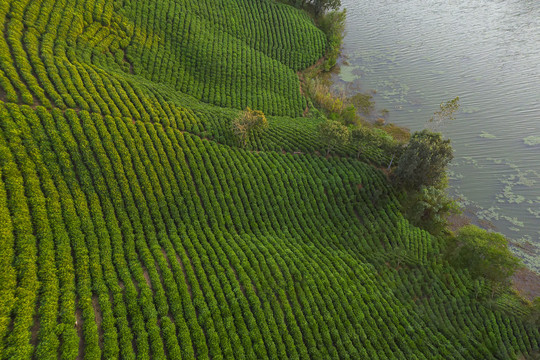 鸟瞰水边茶园