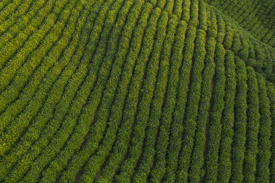 航拍茶田茶园