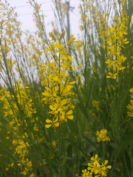 油菜花