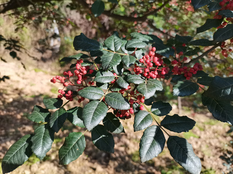 陇南花椒