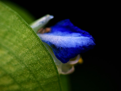 蓝色小花