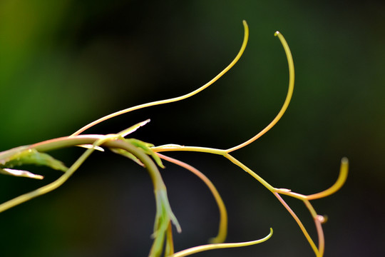 藤蔓植物