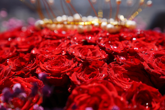 鲜红的玫瑰与皇冠