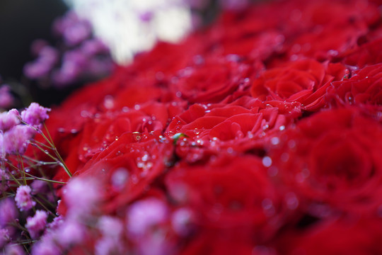 粉色小花与红色的玫瑰花