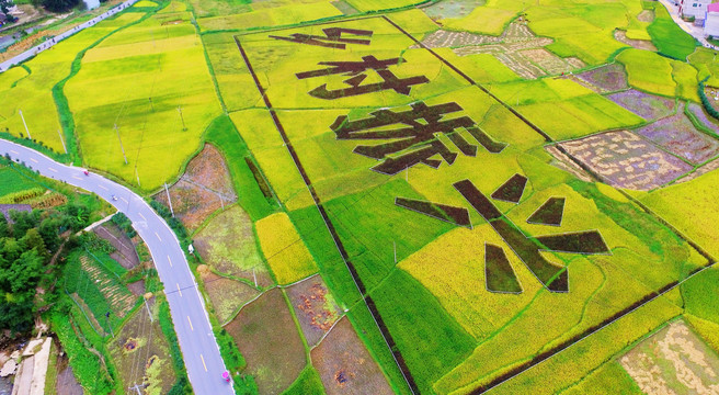 新农村建设乡村振兴艺术稻田素材