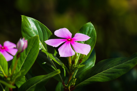 城市绿化植物小红花