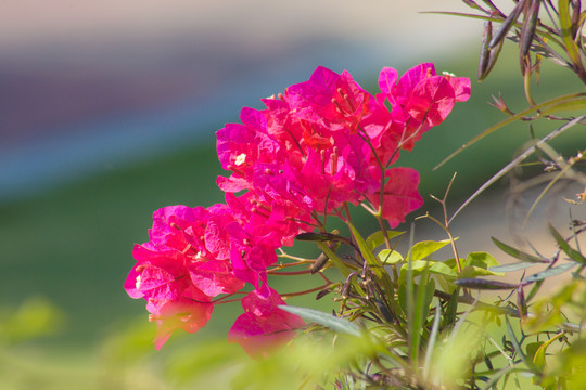 那一抹红角花