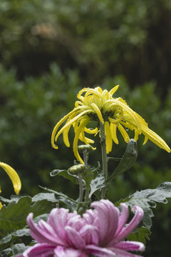 黄色菊花水珠