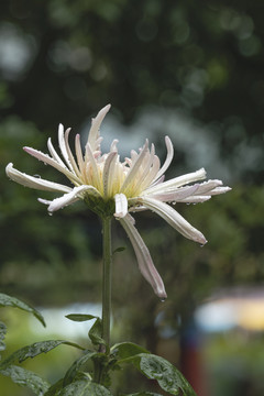 盛开菊花水珠